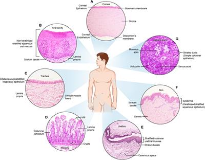 Regenerative Medicine of Epithelia: Lessons From the Past and Future Goals